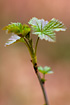 Photo ofDowny Currant (Ribes rubrum ssp. rubrum). Photographer: 