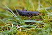 Common Newt. A male between the land and water form.