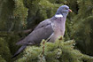 Common Wood Pigeon in a tree where it has its nest.