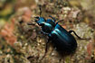 The Blue Stag Beetle