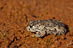 Photo ofNatterjack Toad (Bufo calamita). Photographer: 