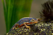 An Alpine Newt, a male with brilliant colours in the breeding season. Wild animal photographed in an aquarium.