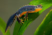 An Alpine Newt, a male with brilliant colours in the breeding season. Wild animal photographed in an aquarium.