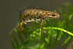 Foto af Lille Vandsalamander (Triturus vulgaris). Fotograf: 