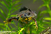 Male Great Crested Newt. In the breeding season. Wild animal photographed in an aquarium.