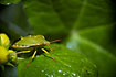 Green Shield Bug Yellow Archangel.