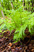 Photo ofNorthern Buckler-fern (Dryopteris expansa). Photographer: 