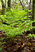 Photo ofBroad Buckler-fern (Dryopteris dilatata). Photographer: 
