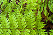 Photo ofNorthern Buckler-fern (Dryopteris expansa). Photographer: 
