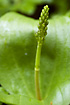 Common Twayblade
