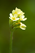 Flowers of the hybrid Oxlip X Cowslip.