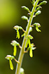 The flowers of Common Twayblade.