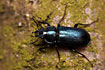 Photo ofBlue Stag Beetle (Platycerus caraboides). Photographer: 