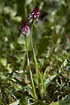 The small and beautiful Burnt Orchid