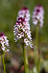 The small and beautiful Burnt Orchid