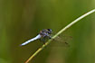Keeled Skimmer, male. The species was believed to be extinct in Denmark but it was rediscovered the 1st of july 2006.