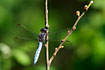 Foto af Lille Blpil (Orthetrum coerulescens). Fotograf: 