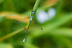 Photo ofEmerald Damselfly (Lestes sponsa). Photographer: 