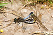 Black-tailed Skimmer, a pair that mate.