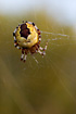 The spider Araneus marmoreus, a female in its web.