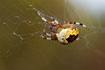 The spider Araneus marmoreus female in its web.