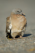 A Common Wood Dove young a few days after it has left the nest.