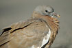 A Common Wood Dove young a few days after it has left the nest.