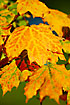 Sugar Maple leaves in fall color. Sugar Maple is the major source of sap for making maple syrup.