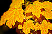 Sugar Maple leaves in fall color. Sugar Maple is the major source of sap for making maple syrup.