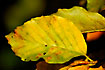Autumn colors on Beech leaves.