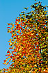 Chinese Tulip Tree in autumn autumn colours. In the Botanical Garten.