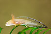 Photo ofAlpine Newt (Triturus alpestris). Photographer: 