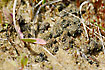 Cluster of young Natterjack Toad in the dunes on the North Sea coast.