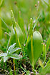 Foto af Slangetunge (Ophioglossum vulgatum). Fotograf: 