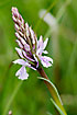 Foto af Plettet Ggeurt (Dactylorhiza maculata ssp. maculata). Fotograf: 