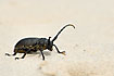 The beetle Lamia textor, in the sand of the mobile dune Rbjerg Mile.