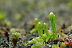 Photo ofMarsh Clubmoss (Lycopodiella inundata (Lycopodium inundatum)). Photographer: 