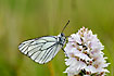 Black-veined White on Heath Spotted-orchid.
