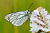 Black-veined White on Heath Spotted-orchid.