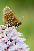 A worn individual of Marsh Fritillary on Heath Spotted-orchid.
