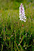 Heath Spotted-orchid in Heather.