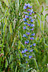 Vipers-bugloss