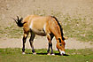 Przewalskis Horse a recreated wild horse. Captive.