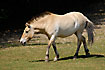 Foto af Przewalski Hest (Equus caballus przewalskii). Fotograf: 