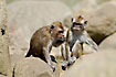 Long-tailed Macaque young individuals. Captive.