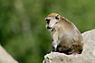 Photo ofLong-tailed Macaque (Macaca fascicularis). Photographer: 