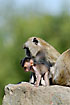 Long-tailed Macaque with young. Captive.