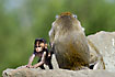 Photo ofLong-tailed Macaque (Macaca fascicularis). Photographer: 