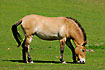 Photo ofPrzewalskis Horse (Equus caballus przewalskii). Photographer: 