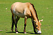 Przewalskis Horse a recreated wild horse. Captive.